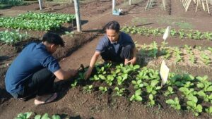 Magang Profesi Mahasiswa Agroteknologi Universitas Jember di UPA Taman Agroteknologi UNEJ: Mengasah Kompetensi Melalui Praktik Lapang